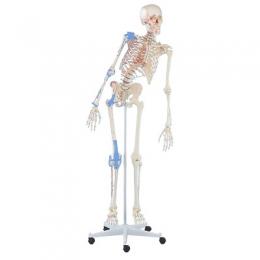 Erler Zimmer Skelettmodell 